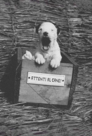 Karel Capek – Dasenka, vita di un cucciolo