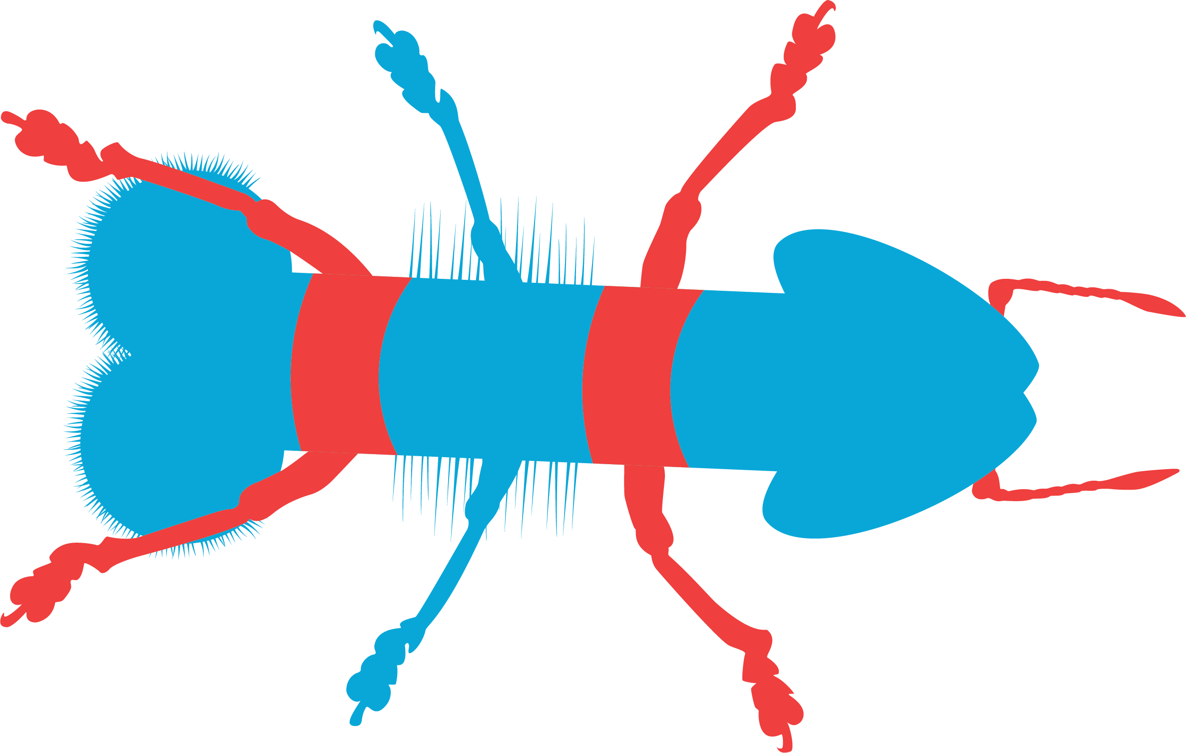 Illustrazione insetto per la sezione L&rsquo;AUTRICE
